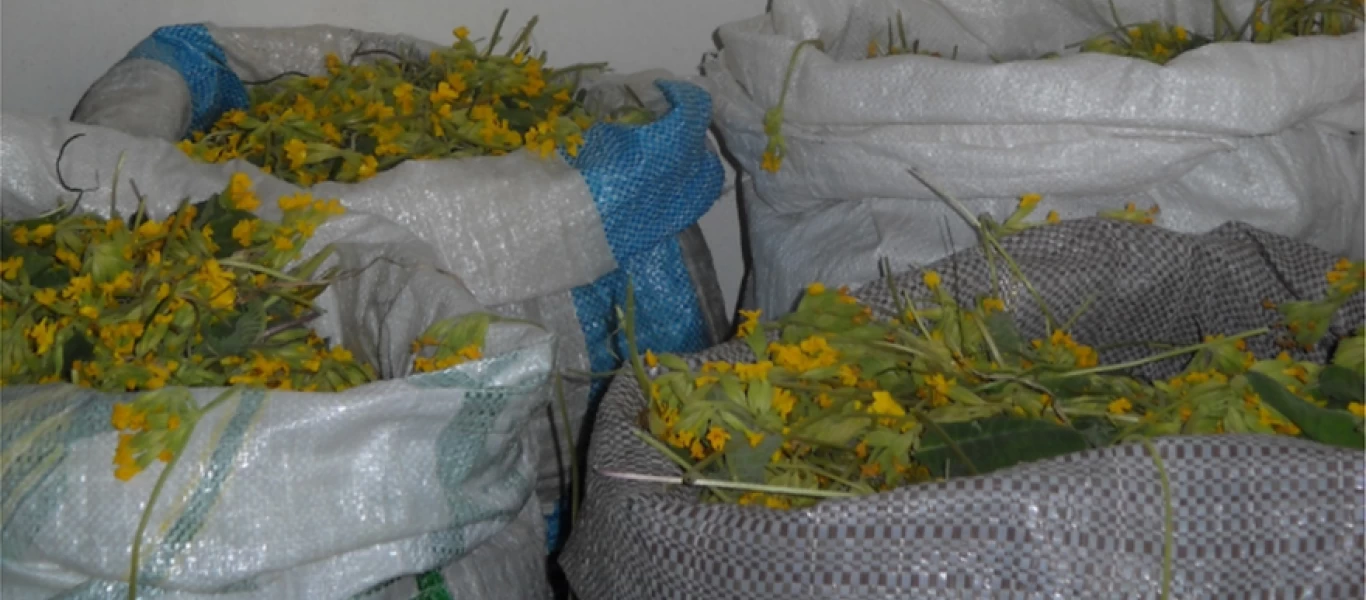 Συνεχίζεται η «τρέλα» με το «λουλούδι του Δαρβίνου»: Συνελήφθη Αλβανός που είχε συλλέξει το πανάκριβο φυτό (βίντεο)